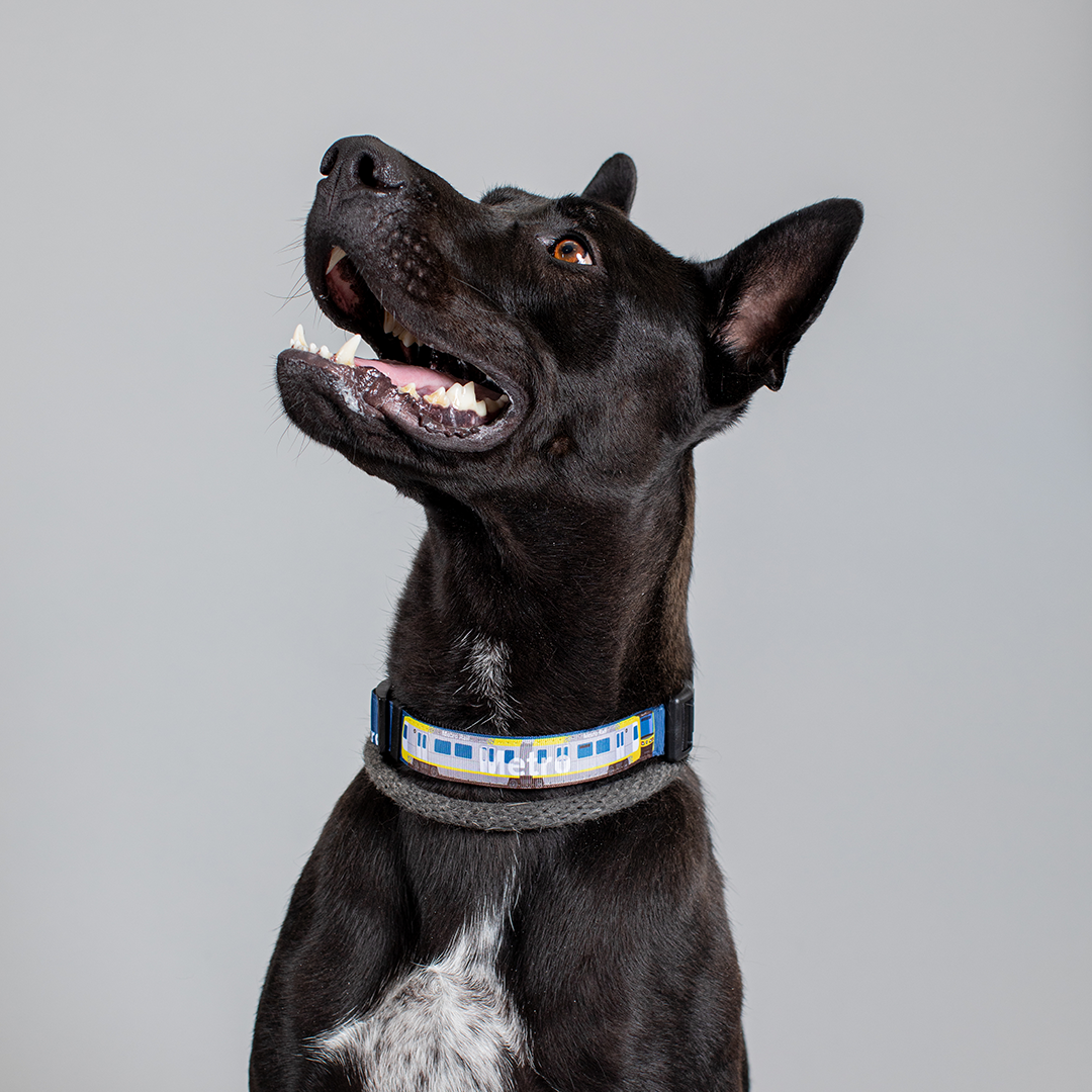 Los Angeles Metro Train Pet Collar