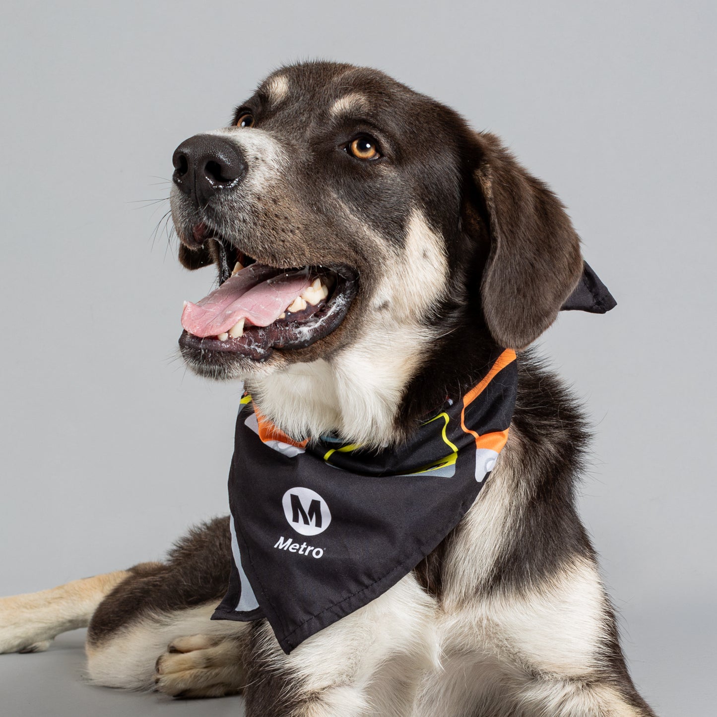Los Angeles Metro Past and Present Pet Bandana
