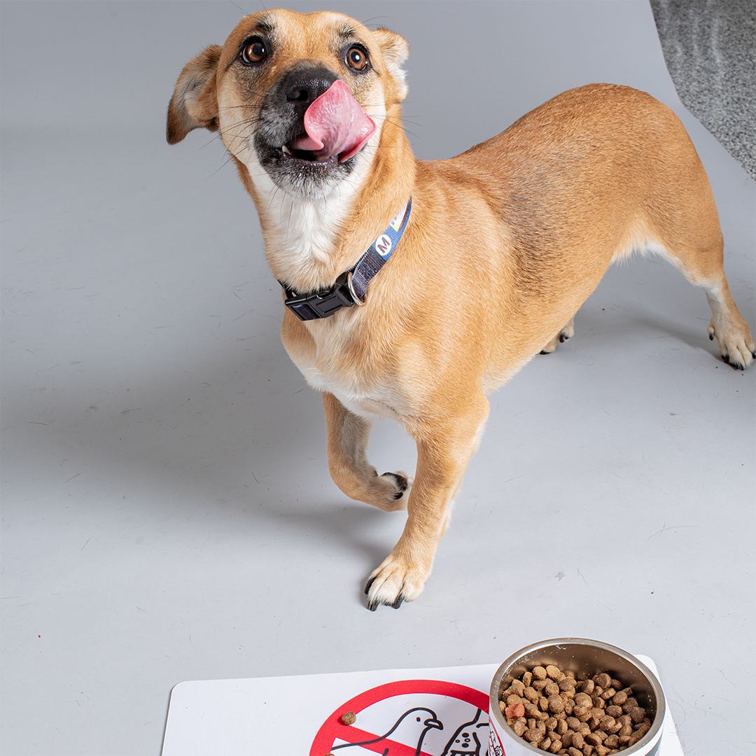 Code of Conduct Pet Bowl Placemat